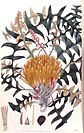 Banksia alliacea from Sweet's 1827 Flora Australasica