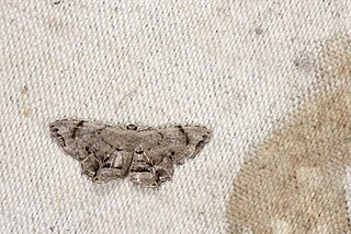 <i>Dysaethria fulvihamata</i> Species of moth