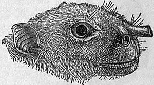 A scientific illustration of a megabat face in profile with prominent nostrils. Each nostril is a distinct tube projecting away from the face at a right angle.