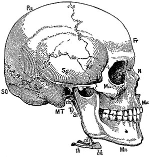 EB1911 Skull - norma lateralis.jpg
