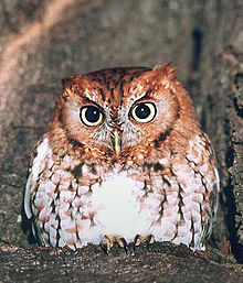 Eastern screech-owl EasternScreechOwlBillWaller.jpg