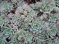 Echeveria prolifica