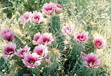 Echinocereus fasiculatus.jpg 