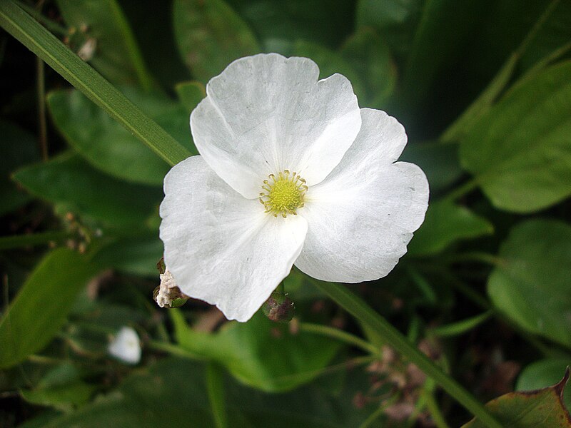 File:Echinodorus cordifolius (2).jpg