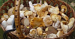 Assorted wild edible mushrooms Edible fungi in basket 2009 G1 (cropped).jpg