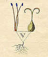 Ehret-Methodus Plantarum Sexualis-V.jpg