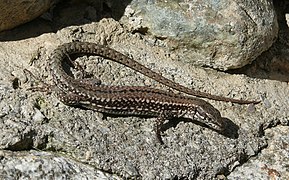 Lézard des murailles.