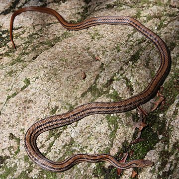 The Japanese striped snake has been studied in sexual selection. Elaphe quadrivirgata.JPG