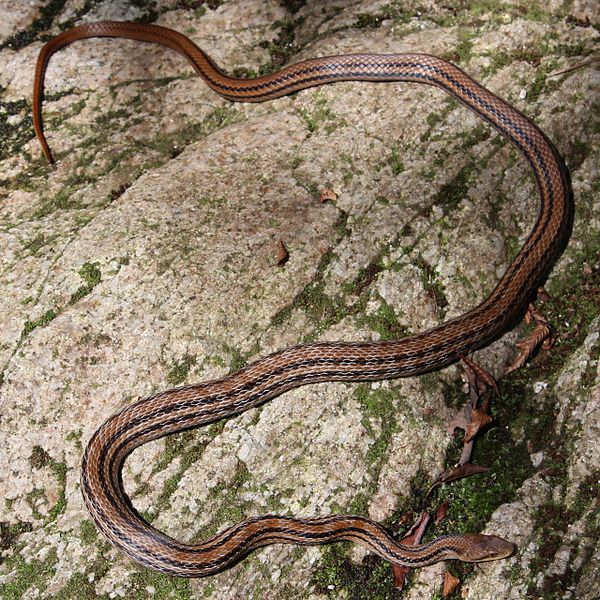 The Japanese striped snake has been studied in sexual selection.