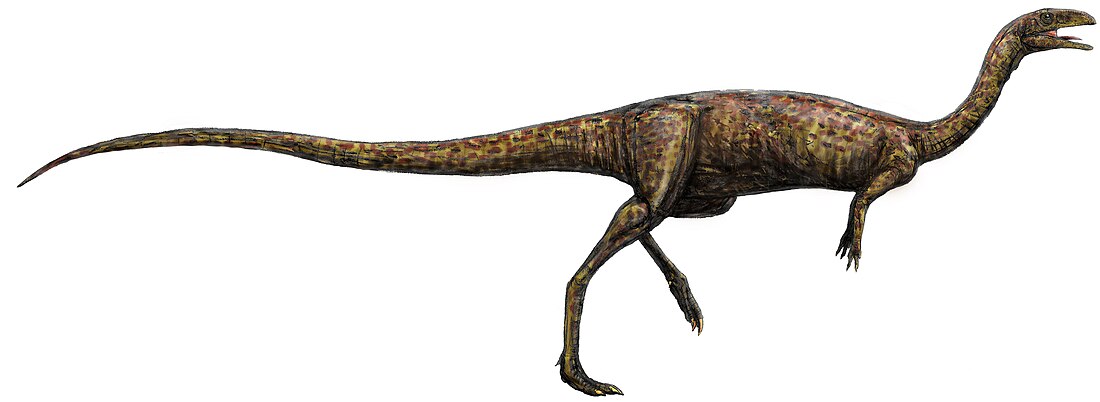 File:Elaphrosaurus (flipped).jpg