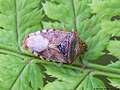 Elasmucha grisea (Linnaeus, 1758)