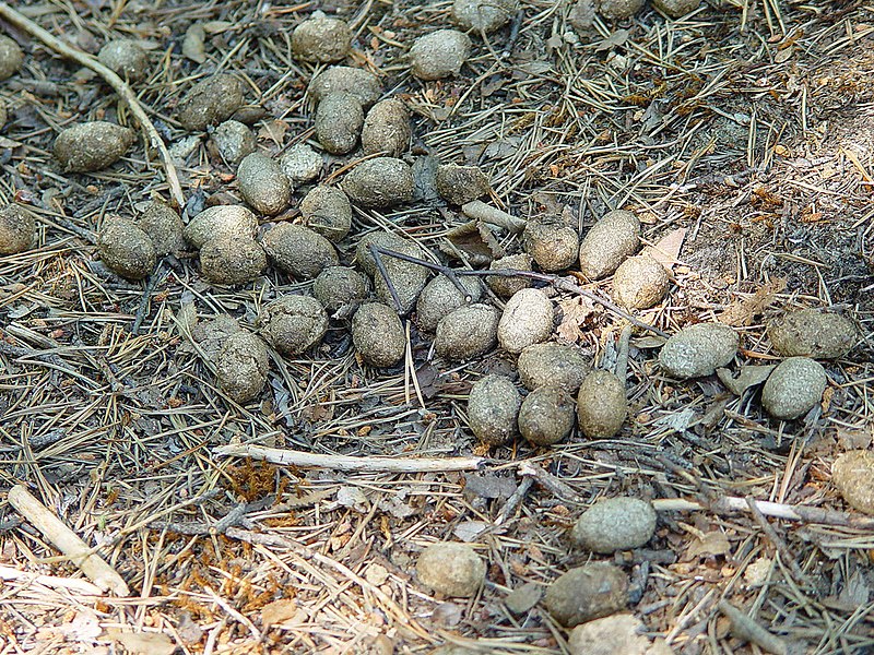 File:Elk excrement.jpg