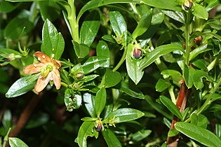   Elliottia pyroliflorus