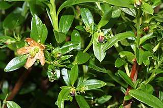 <i>Elliottia</i> Genus of plants