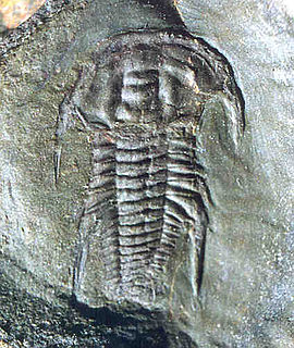 <i>Emuella</i> Extinct genus of trilobites