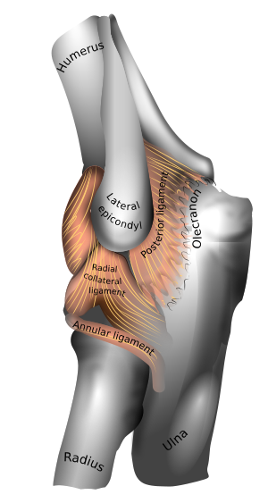 Left elbow-joint. (Lateral epicondyle visible at centre.)