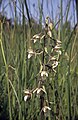 Epipactis palustris Germany - Taubergießen