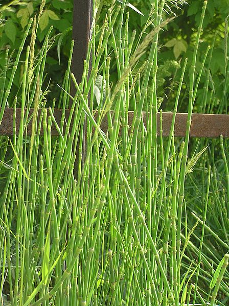 File:Equisetum x moorei3.JPG