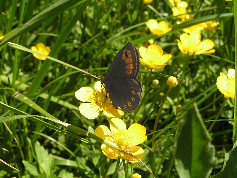 File:Erebia medusa1.jpg