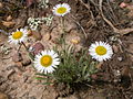 Erigeron ochroleucus