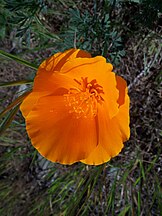 Eschscholzia californica-13.jpg