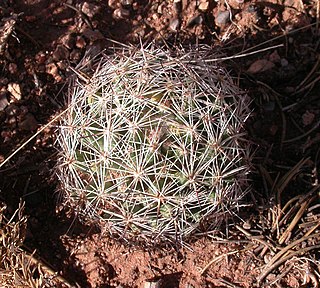 <i>Escobaria vivipara</i> Species of cactus
