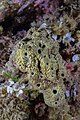 * Nomination Sea sponge (Sarcotragus fasciculatus), Cabo de Palos, Spain --Poco a poco 05:42, 7 June 2023 (UTC) * Promotion Good quality --Llez 05:51, 7 June 2023 (UTC)