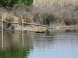 Català: El Remolar-Filipines o Pas de les Vaques (Baix Llobregat) (El Prat de Llobregat, Sant Boi de Llobregat, Viladecans). Desembocadures històriques de rius i rieres. This is a a photo of a wetland in Catalonia, Spain, with id: IZHC-08001104 Object location 41° 17′ 02.4″ N, 2° 03′ 54″ E  View all coordinates using: OpenStreetMap