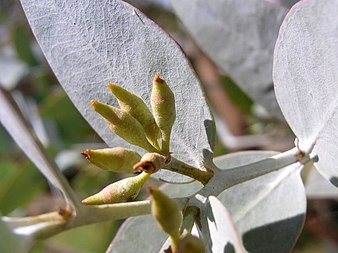 flower buds and foliage Eucalyptus gillii buds.JPG