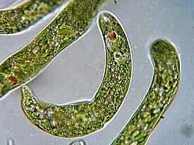 Euglena sp.jpg