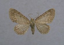 Eupithecia cauchiata.jpg