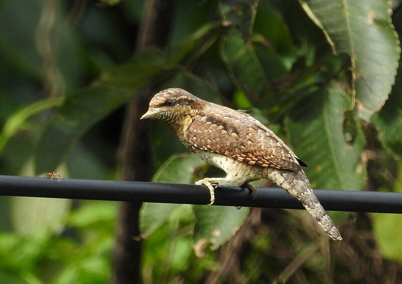 File:EurasianWryneck DSCN3223.jpg