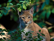 The Eurasian lynx inhabits Shebenik-Jabllanice National Park. Eurasian lynx (Lynx lynx).jpeg