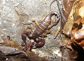 Resim açıklaması Euscorpius carpathicus eating.jpg.