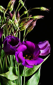 Eustoma grandiflorum purple 02.jpg