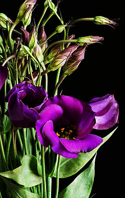 Eustoma grandiflorum purple 02.jpg