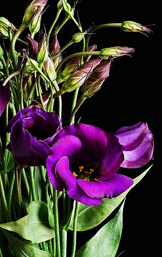 <i>Eustoma russellianum</i> Species of flowering plant