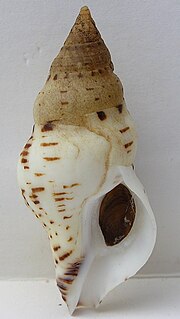 <i>Euthria calypso</i> Species of gastropod