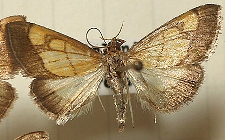 Evergestis limbata