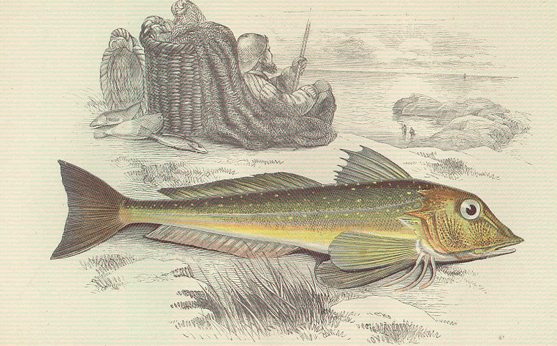 File:FMIB 46131 Gurnard.jpeg