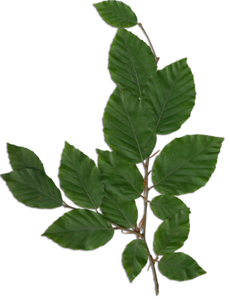 File:Fagus foliage.png