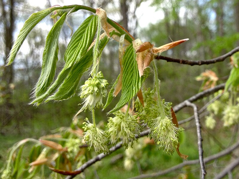 File:Fagus grandifolia - American Beech.jpg