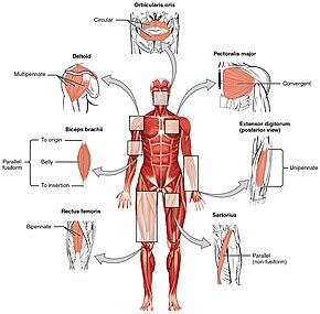 The seven general types of skeletal muscle Fascicle Muscle Shapes.jpg