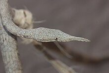 Hembra Langaha madagascariensis.jpg