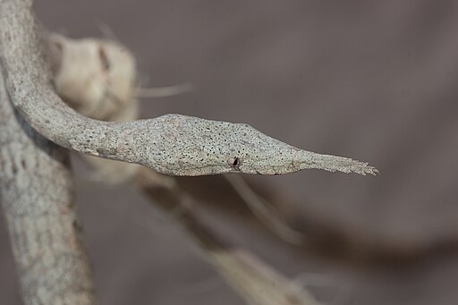 Female Langaha madagascariensis