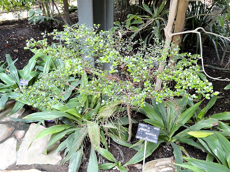 File:Fernelia buxifolia - Jardin Botanique de Lyon - DSC05345.JPG