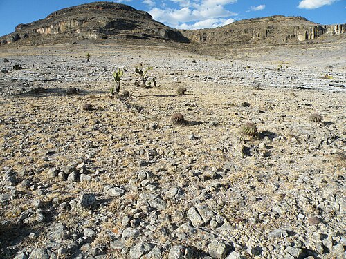 Ferocactus recurvus (5740372218).jpg