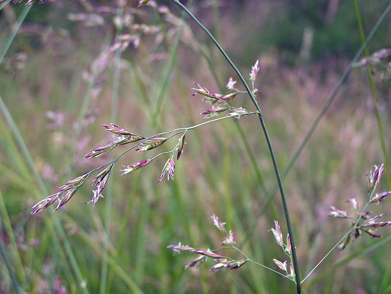 File:Fescue 9029.jpg