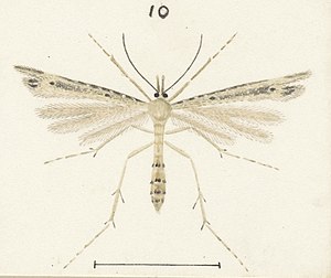 Fig 10 MA I437622 TePapa Plate-XXIII-The-butterflies full (cropped).jpg