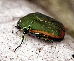 Escarabajo verde de junio, Cotinis mutabilis